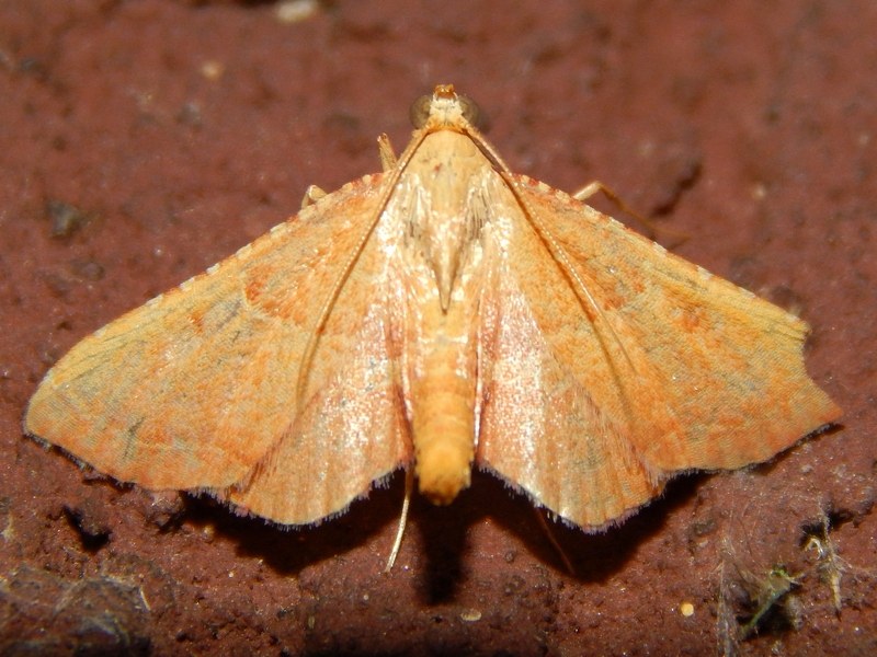 Endotricha flammealis